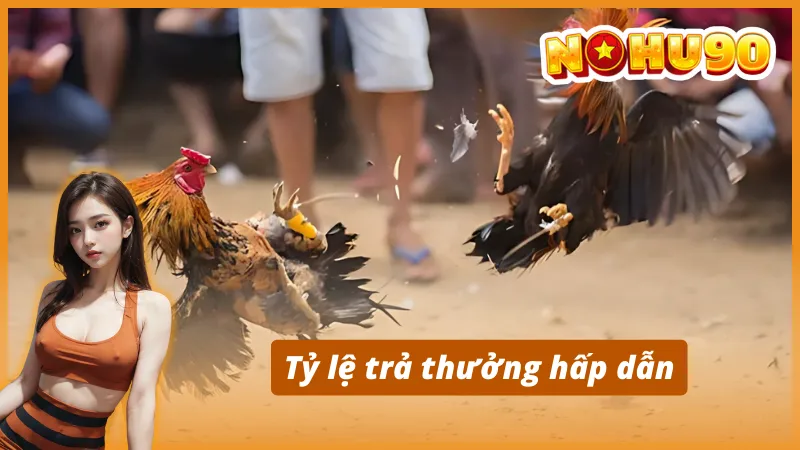 Ưu điểm nổi bật của sảnh AOG đá gà tại Nohu90