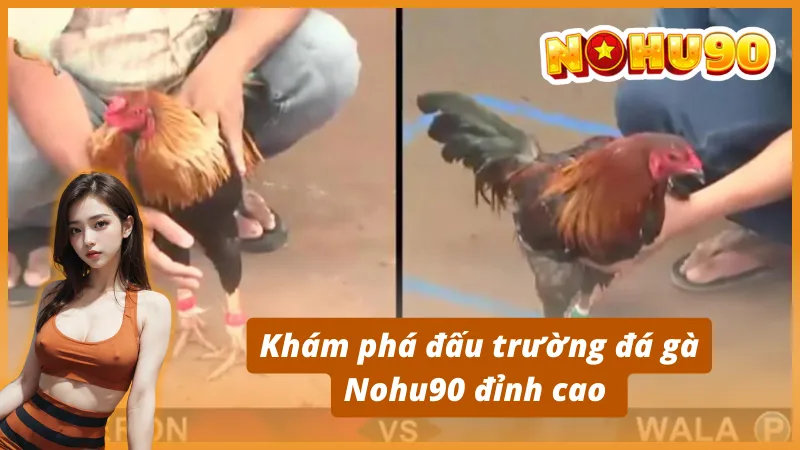 Khám phá đấu trường đá gà Nohu90 đỉnh cao