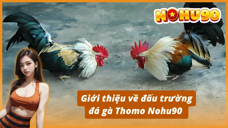 Giới thiệu về đấu trường đá gà Thomo Nohu90