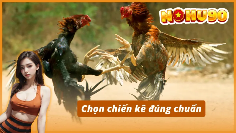 Kinh nghiệm tham gia đá gà Thomo Nohu90 từ cao thủ